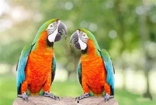 搞笑鹦鹉爆料视频下载大全,笑料百出，欢乐无限  第1张