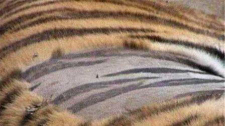 王老虎被爆料视频播放下载,播放下载量激增背后的真相揭秘  第1张