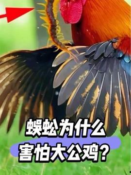 大公鸡视频在线观看  第3张